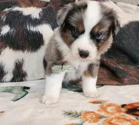 Pluto, a male Miniature Australian Shepherd for sale in Marlow, OK – Photo 7 of 9