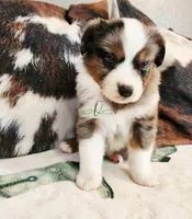 Pluto, a male Miniature Australian Shepherd for sale in Marlow, OK – Photo 6 of 9