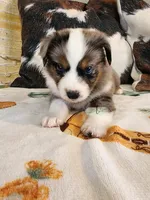 Pluto, a male Miniature Australian Shepherd for sale in Marlow, OK – Photo 2 of 9