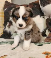 Pluto, a male Miniature Australian Shepherd for sale in Marlow, OK – Photo 5 of 9