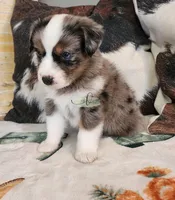 Pluto, a male Miniature Australian Shepherd for sale in Marlow, OK – Photo 4 of 9