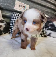 Gretta, a female Miniature Australian Shepherd for sale in Marlow, OK – Photo 8 of 9