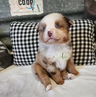 Gretta, a female Miniature Australian Shepherd for sale in Marlow, OK – Photo 2 of 9