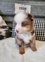 Gretta, a female Miniature Australian Shepherd for sale in Marlow, OK – Photo 3 of 9