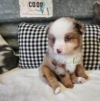 Gretta, a female Miniature Australian Shepherd for sale in Marlow, OK – Photo 4 of 9