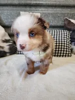 Gretta, a female Miniature Australian Shepherd for sale in Marlow, OK – Photo 5 of 9