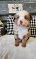 Gretta, a female Miniature Australian Shepherd for sale in Marlow, OK – Photo 7 of 9