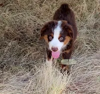 Aiden, a male Miniature Australian Shepherd for sale in Marlow, OK – 3 of 6