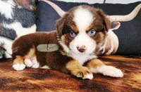 Cody, a male Miniature Australian Shepherd for sale in Marlow, OK – 2 of 3