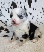 Morgan, a male Miniature Australian Shepherd for sale in Marlow, OK – 5 of 8