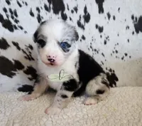 Morgan, a male Miniature Australian Shepherd for sale in Marlow, OK – 6 of 8