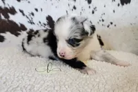 Morgan, a male Miniature Australian Shepherd for sale in Marlow, OK – 2 of 8