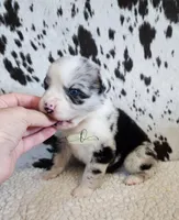 Morgan, a male Miniature Australian Shepherd for sale in Marlow, OK – 7 of 8