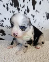 Morgan, a male Miniature Australian Shepherd for sale in Marlow, OK – 3 of 8
