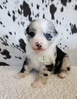 Morgan, a male Miniature Australian Shepherd for sale in Marlow, OK – 1 of 8