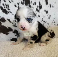 Morgan, a male Miniature Australian Shepherd for sale in Marlow, OK – 4 of 8