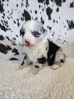 Morgan, a male Miniature Australian Shepherd for sale in Marlow, OK – 8 of 8
