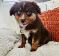 Bella, a female Miniature Australian Shepherd for sale in Marlow, OK – 2 of 9