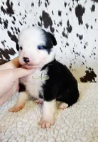 Patsy, a female Miniature Australian Shepherd for sale in Marlow, OK – 4 of 7