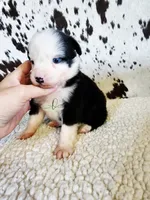 Patsy, a female Miniature Australian Shepherd for sale in Marlow, OK – 6 of 7