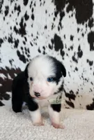 Patsy, a female Miniature Australian Shepherd for sale in Marlow, OK – 5 of 7