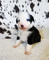 Patsy, a female Miniature Australian Shepherd for sale in Marlow, OK – 3 of 7