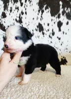 Patsy, a female Miniature Australian Shepherd for sale in Marlow, OK – 7 of 7