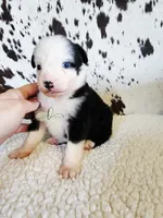 Patsy, a female Miniature Australian Shepherd for sale in Marlow, OK – 2 of 7