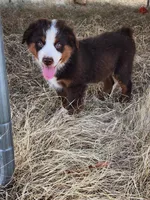 Aiden, a male Miniature Australian Shepherd for sale in Marlow, OK – 2 of 6