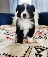 processed/9817d90e-d249-4a2c-91df-0e8ffeb89840/listing/2496d709-1037-43b9-a60d-076dad1c8e0f/3ff26b1d-554e-4400-b1ea-74b06b728c05