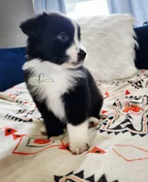 processed/9817d90e-d249-4a2c-91df-0e8ffeb89840/listing/2496d709-1037-43b9-a60d-076dad1c8e0f/955a55ca-c221-4304-851f-9e947a9d7e08