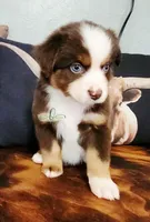Cody, a male Miniature Australian Shepherd for sale in Marlow, OK – 3 of 3