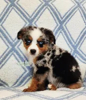 Cinch, a male Miniature Australian Shepherd for sale in Marlow, OK – 4 of 8