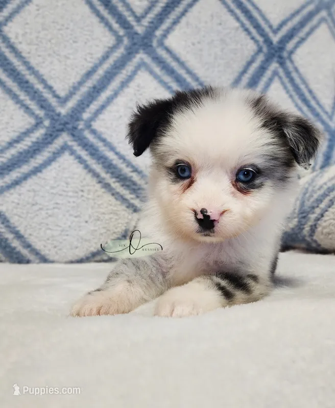 Nova – Miniature Australian Shepherd puppy for sale in Marlow, OK