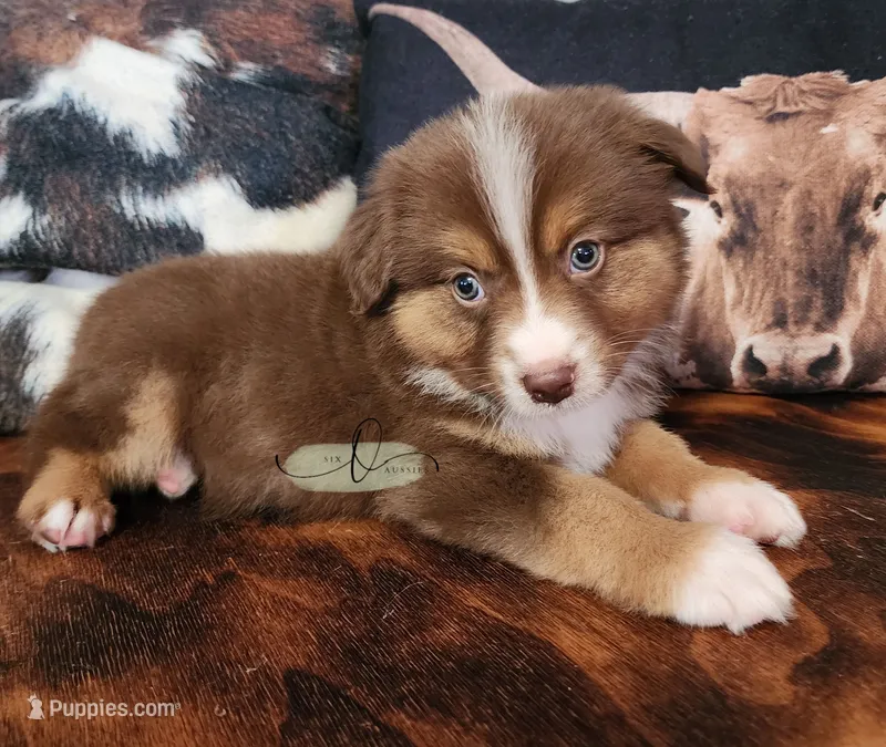 Hudson – Miniature Australian Shepherd puppy for sale in Marlow, OK