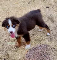Cody, a male Miniature Australian Shepherd for sale in Marlow, OK – 2 of 6