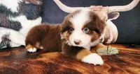 Aiden, a male Miniature Australian Shepherd for sale in Marlow, OK – 3 of 3