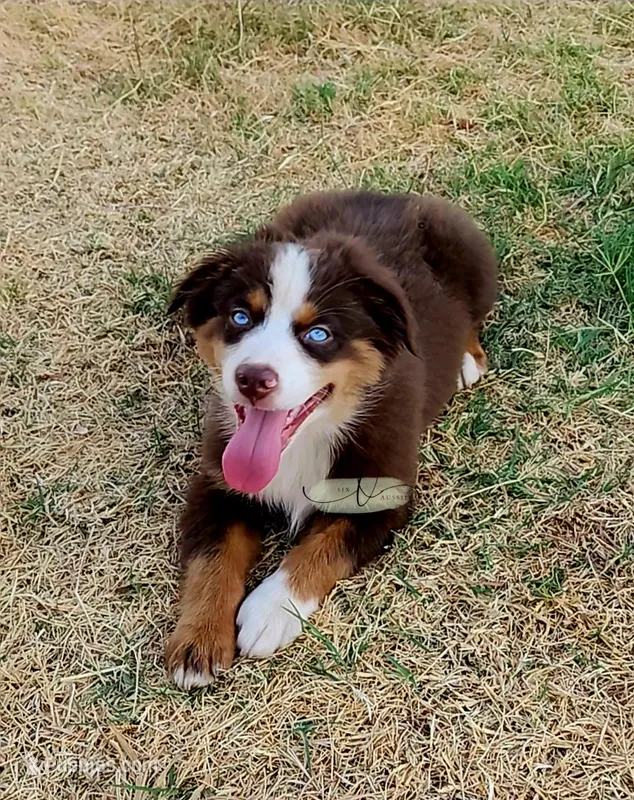 Cody – Miniature Australian Shepherd puppy for sale in Marlow, OK