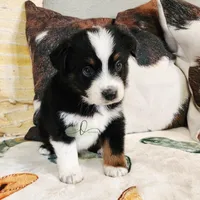 Orion , a male Miniature Australian Shepherd and Toy Australian Shepherd for sale in Marlow, OK – Photo 7 of 9