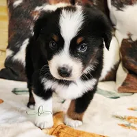 Orion , a male Miniature Australian Shepherd and Toy Australian Shepherd for sale in Marlow, OK – Photo 3 of 9