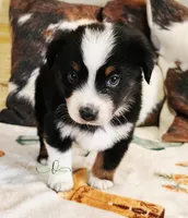 Orion , a male Miniature Australian Shepherd for sale in Marlow, OK – Photo 2 of 7