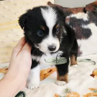 Orion , a male Miniature Australian Shepherd and Toy Australian Shepherd for sale in Marlow, OK – Photo 8 of 9
