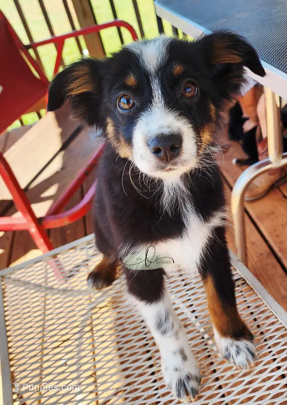 Orion  – Miniature Australian Shepherd, Toy Australian Shepherd puppy for sale in Marlow, OK
