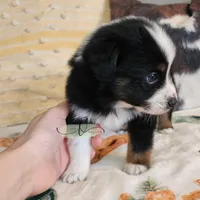 Orion , a male Miniature Australian Shepherd and Toy Australian Shepherd for sale in Marlow, OK – Photo 4 of 9