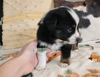 Orion , a male Miniature Australian Shepherd for sale in Marlow, OK – Photo 3 of 7