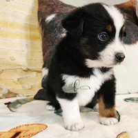 Orion , a male Miniature Australian Shepherd and Toy Australian Shepherd for sale in Marlow, OK – Photo 6 of 9