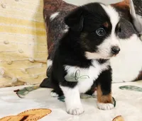 Orion , a male Miniature Australian Shepherd for sale in Marlow, OK – Photo 5 of 7