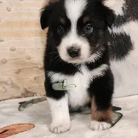 Orion , a male Miniature Australian Shepherd and Toy Australian Shepherd for sale in Marlow, OK – Photo 2 of 9