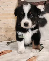 Orion , a male Miniature Australian Shepherd for sale in Marlow, OK – Photo 1 of 7