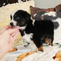 Orion , a male Miniature Australian Shepherd and Toy Australian Shepherd for sale in Marlow, OK – Photo 5 of 9